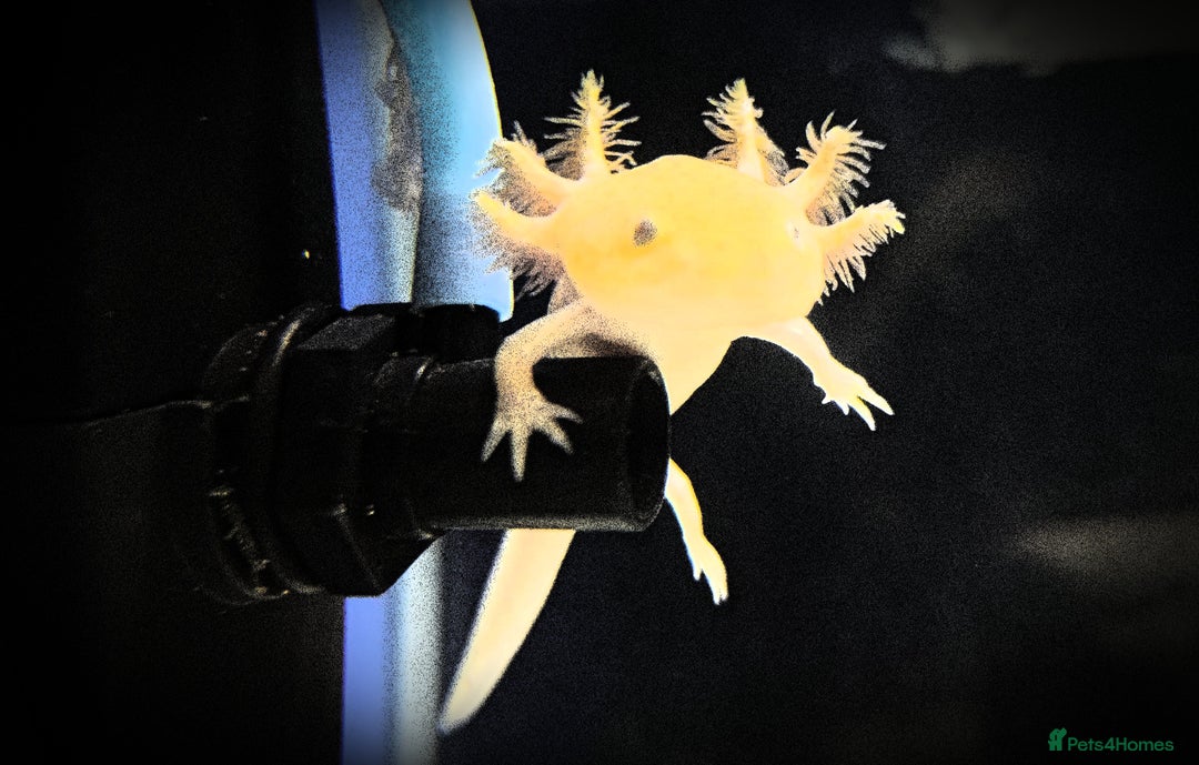 Other/Mixed Breed fish for sale: Axolotls, various sizes/colours - Image 2