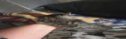 Mixed Breed cats for sale: Kittens are looking for their homes - Advert 9