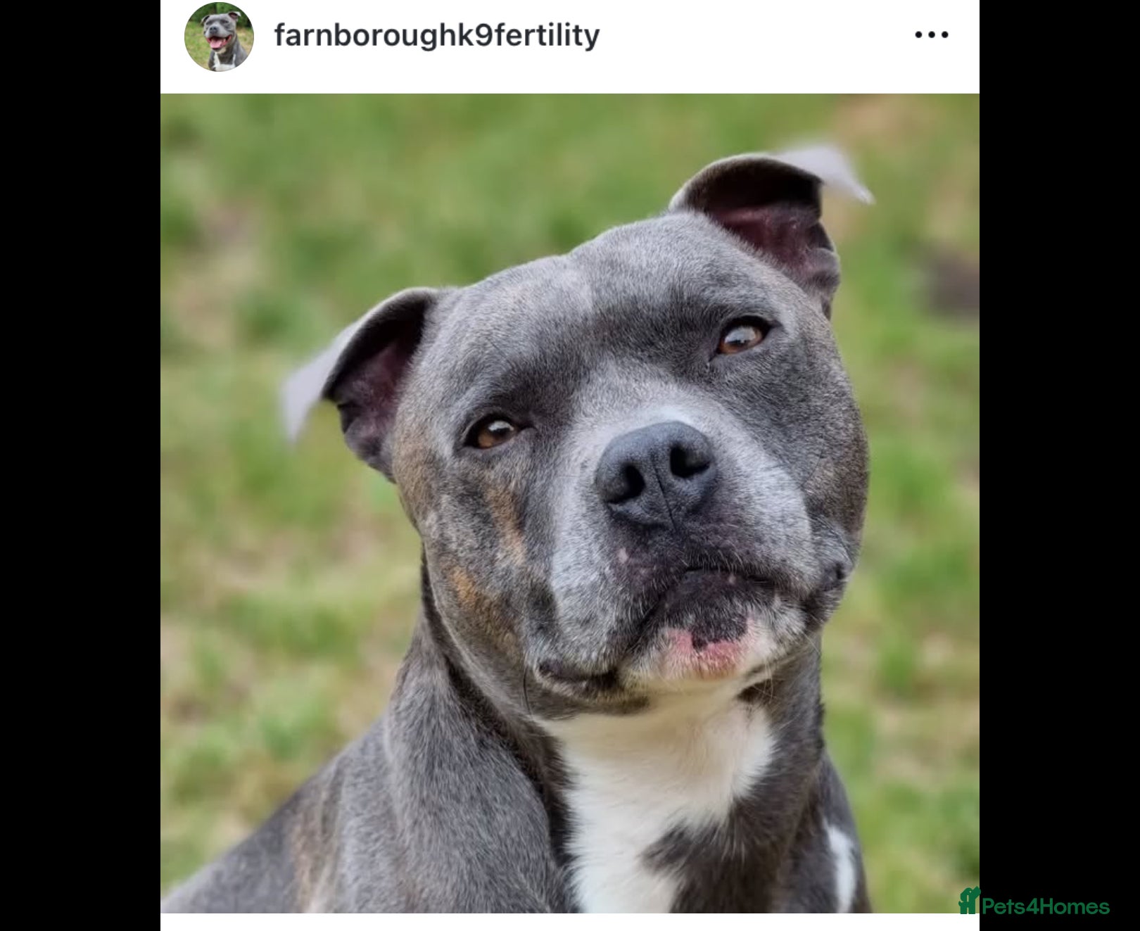 Staffordshire Bull Terrier dogs Proven Staffordshire Bull Terrier for stud in Farnborough - Advert 1