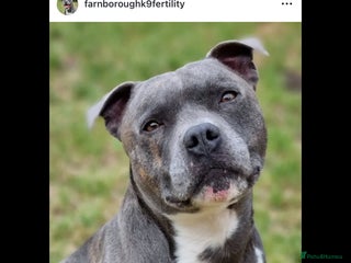 Staffordshire Bull Terrier dogs in Farnborough - Advert 1