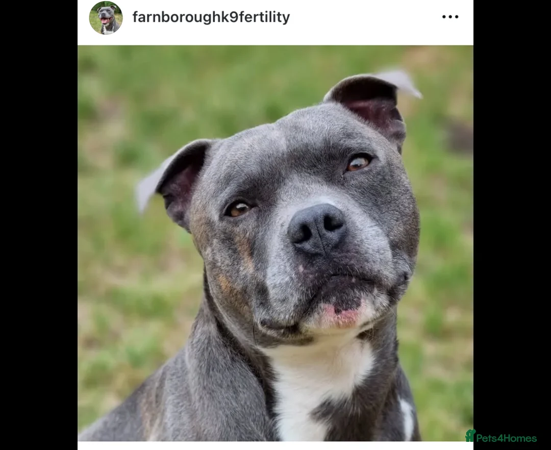 Staffordshire Bull Terrier dogs for stud: Proven Staffordshire Bull Terrier for stud in Farnborough - Advert 1