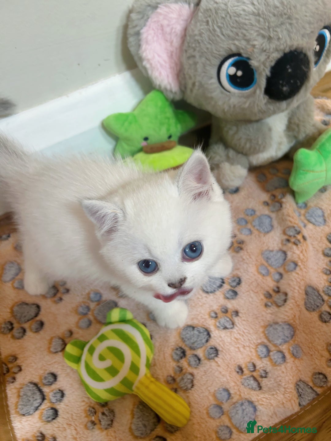 British Longhair cats for sale: 5 Beautiful blue eyed British Shorthair in London - Image 23