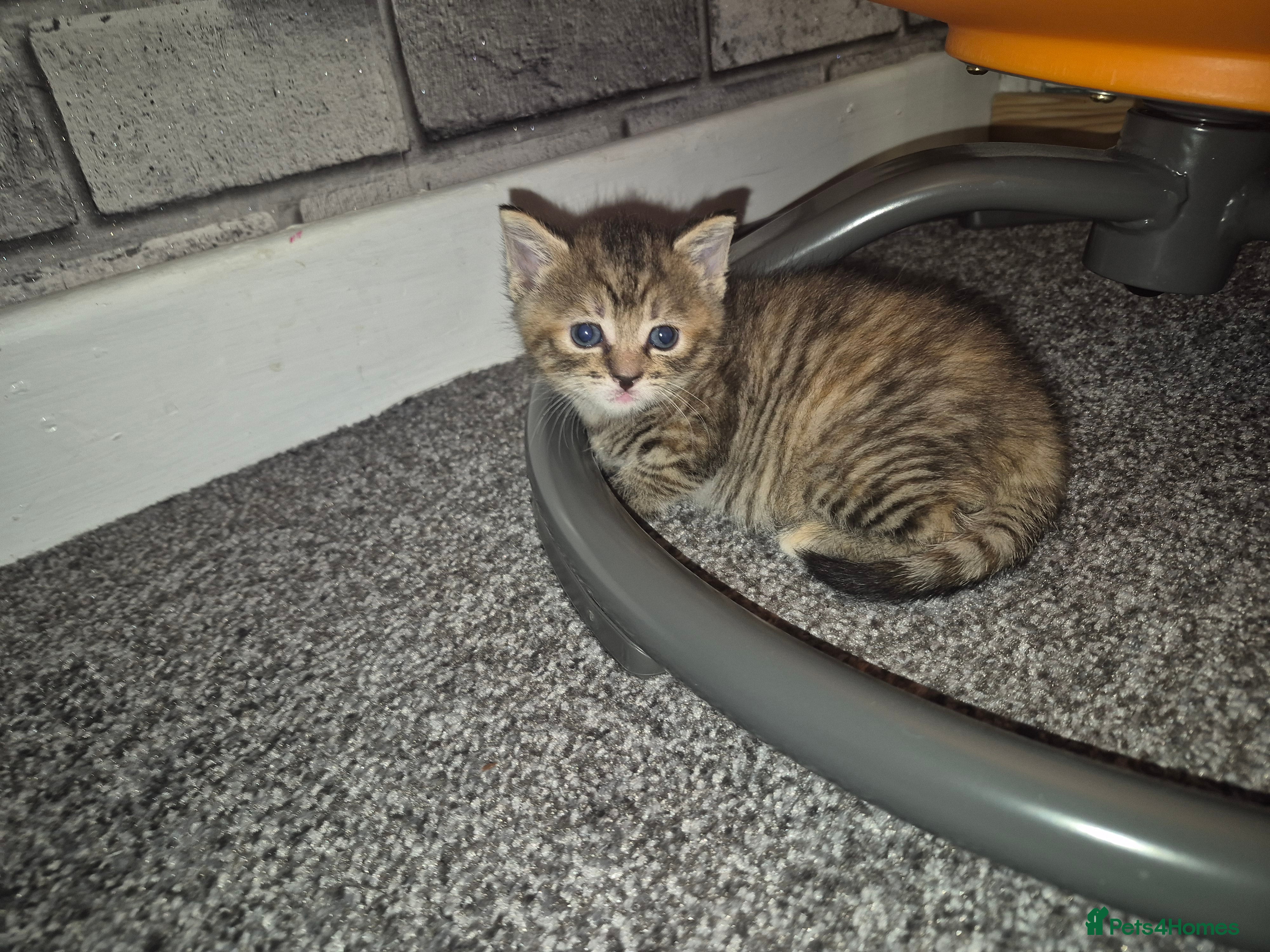 Mixed Breed cats Beautiful kittens  - Advert 1