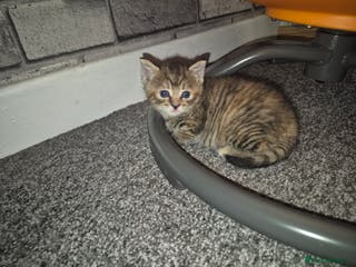 Mixed Breed cats Beautiful kittens - Advert 1