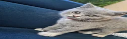 Himalayan cats for sale: Bicolour British shorthair Kittens - Advert 9