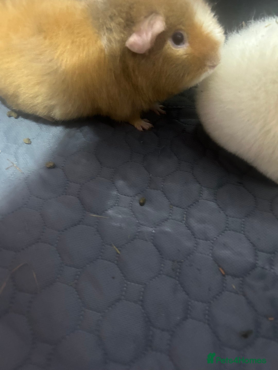 Guinea Pig rodents for sale: Two female guinea pigs needing a loving home  - Advert 6