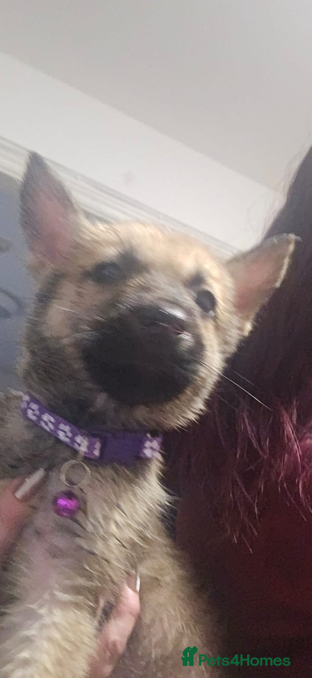 Belgian Shepherd Dog dogs for sale: Stunning Belusky Puppies! Ready Now! - Advert 7