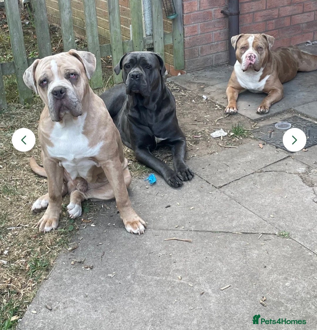 Mixed Breed dogs for sale: Koda for rehome  - Advert 6