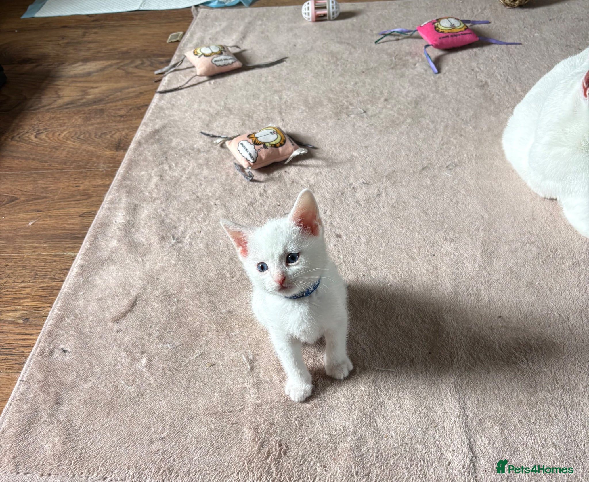 Mixed Breed cats for sale: 3 male kittens  in Letchworth Garden City - Advert 6