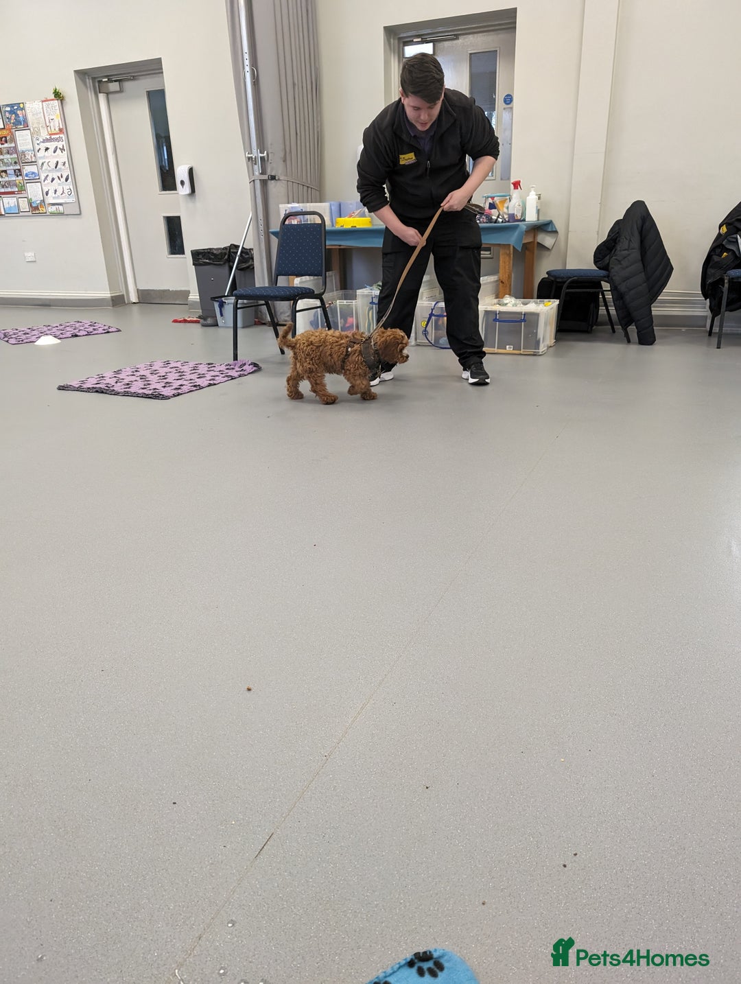 Cavapoo dogs for stud: Handsome Cavapoo for Stud - Image 4