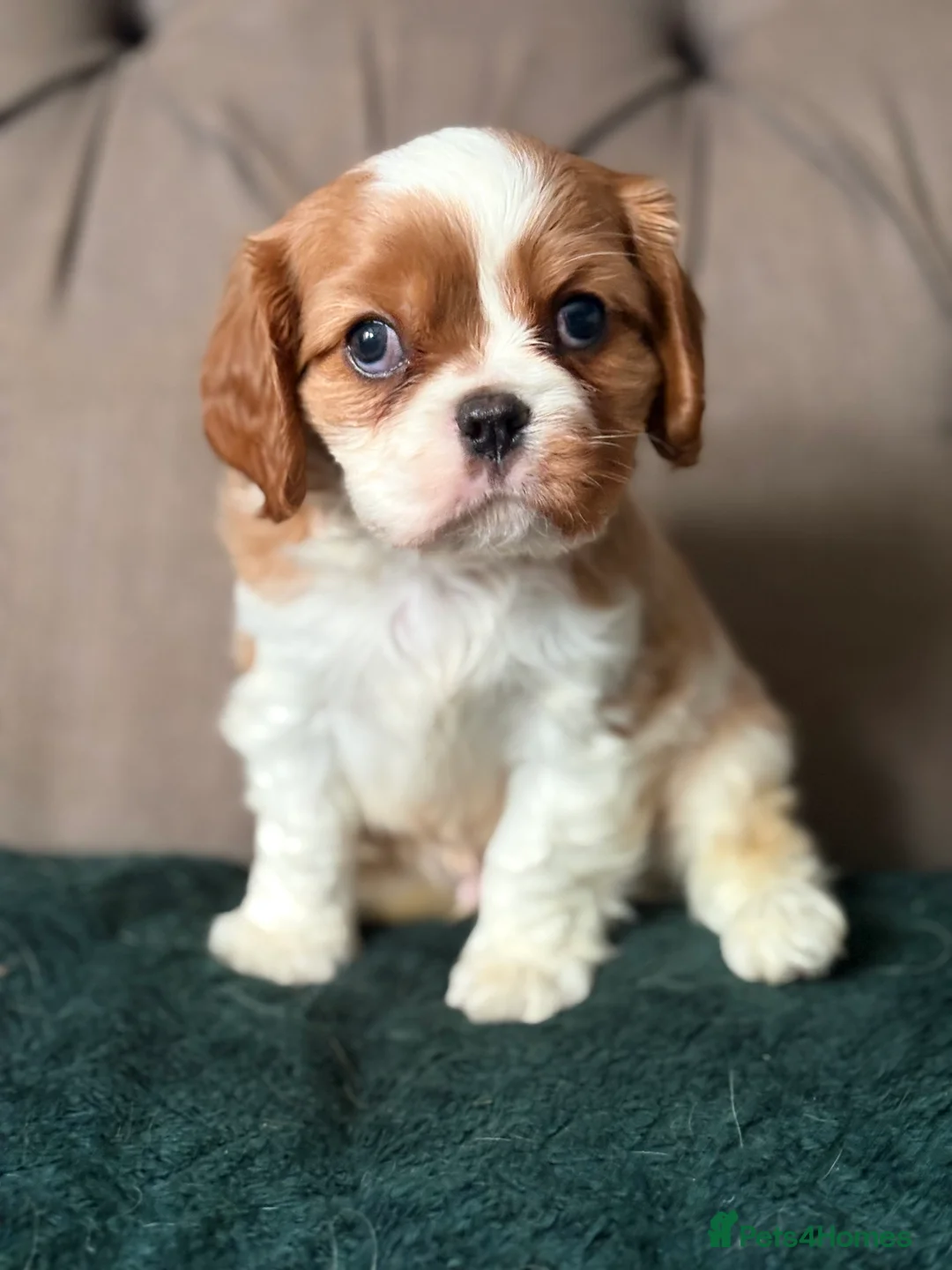 Cavalier King Charles Spaniel dogs for sale: KC PEDIGREE CAVALIER KING CHARLES - Advert 28