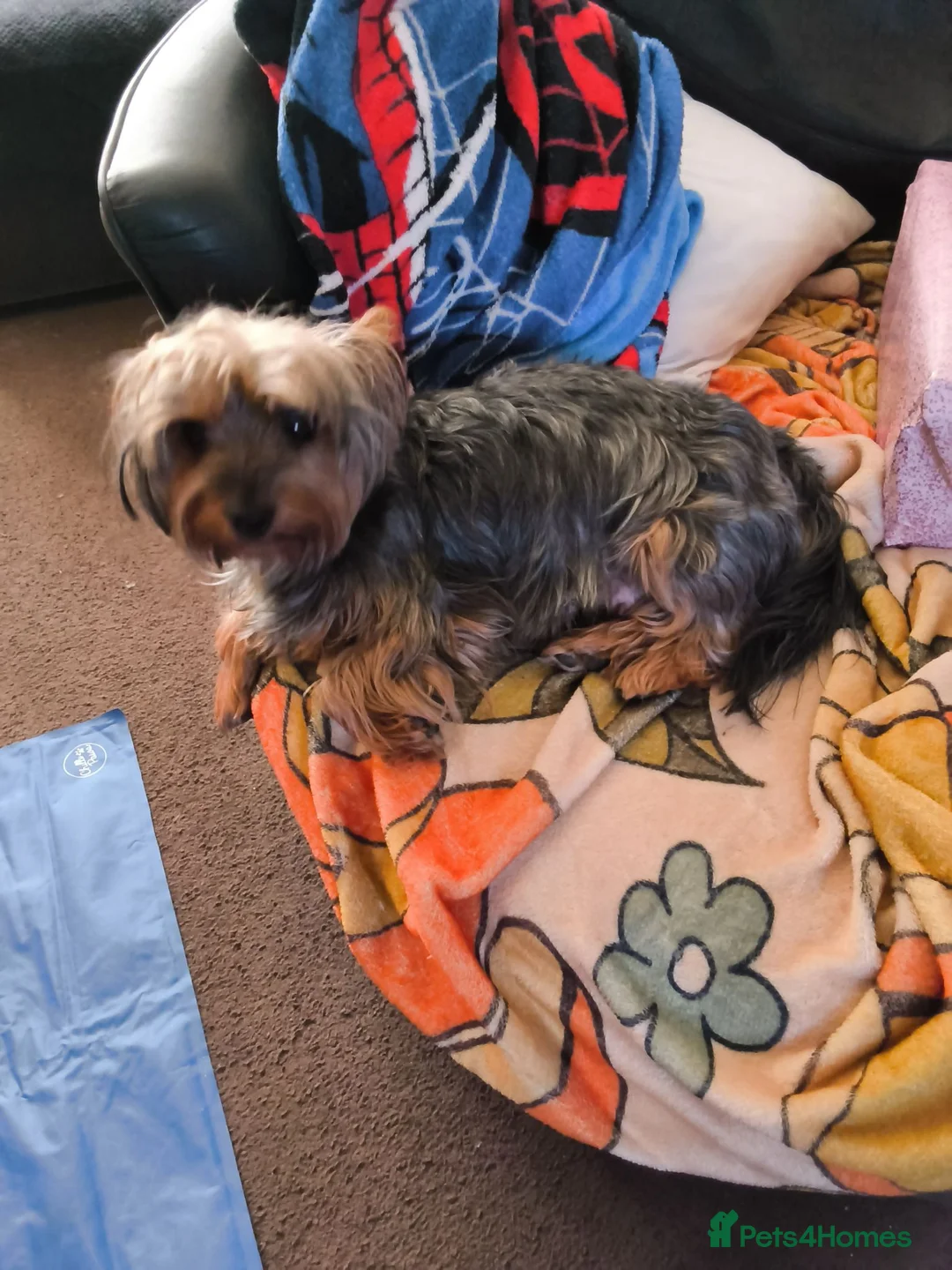Yorkshire Terrier dogs for sale: Yorkshire terrier  - Advert 9