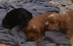 Cocker Spaniel dogs for sale: Cocker spaniel  - Image 6