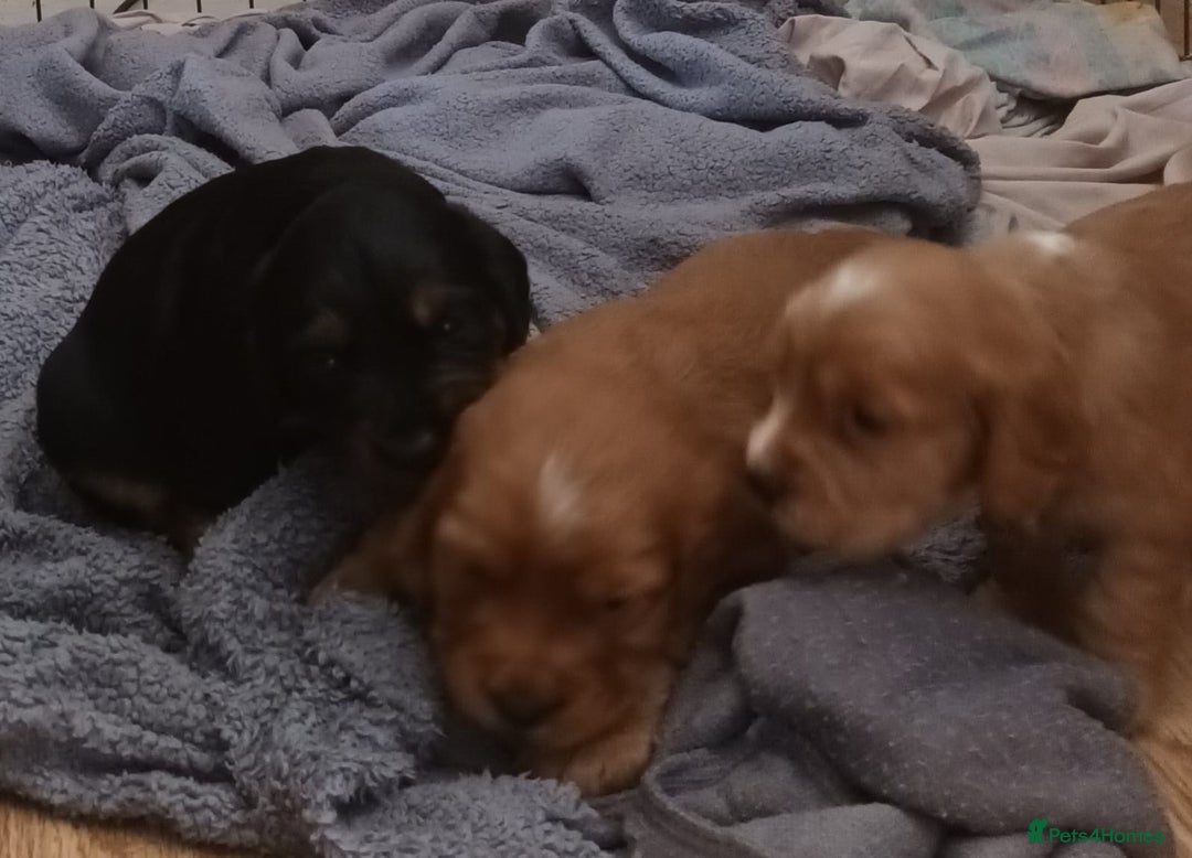 Cocker Spaniel dogs for sale: Cocker spaniel  - Image 6