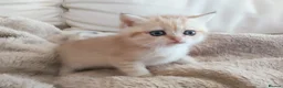 British Shorthair cats for sale: TICA Reg. Golden British Shorthair Girl Kitten  - Advert 3
