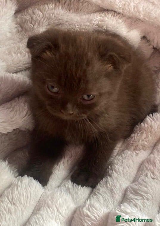 Scottish Fold cats Scottish fold kittens - Advert 8