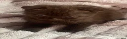 Scottish Fold cats for sale: Scottish fold kittens - Advert 5