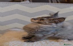Maine Coon cats for sale: 25% OFF PURE MAINE COONS FROM CHAMPION BLOODLINE! - Image 38