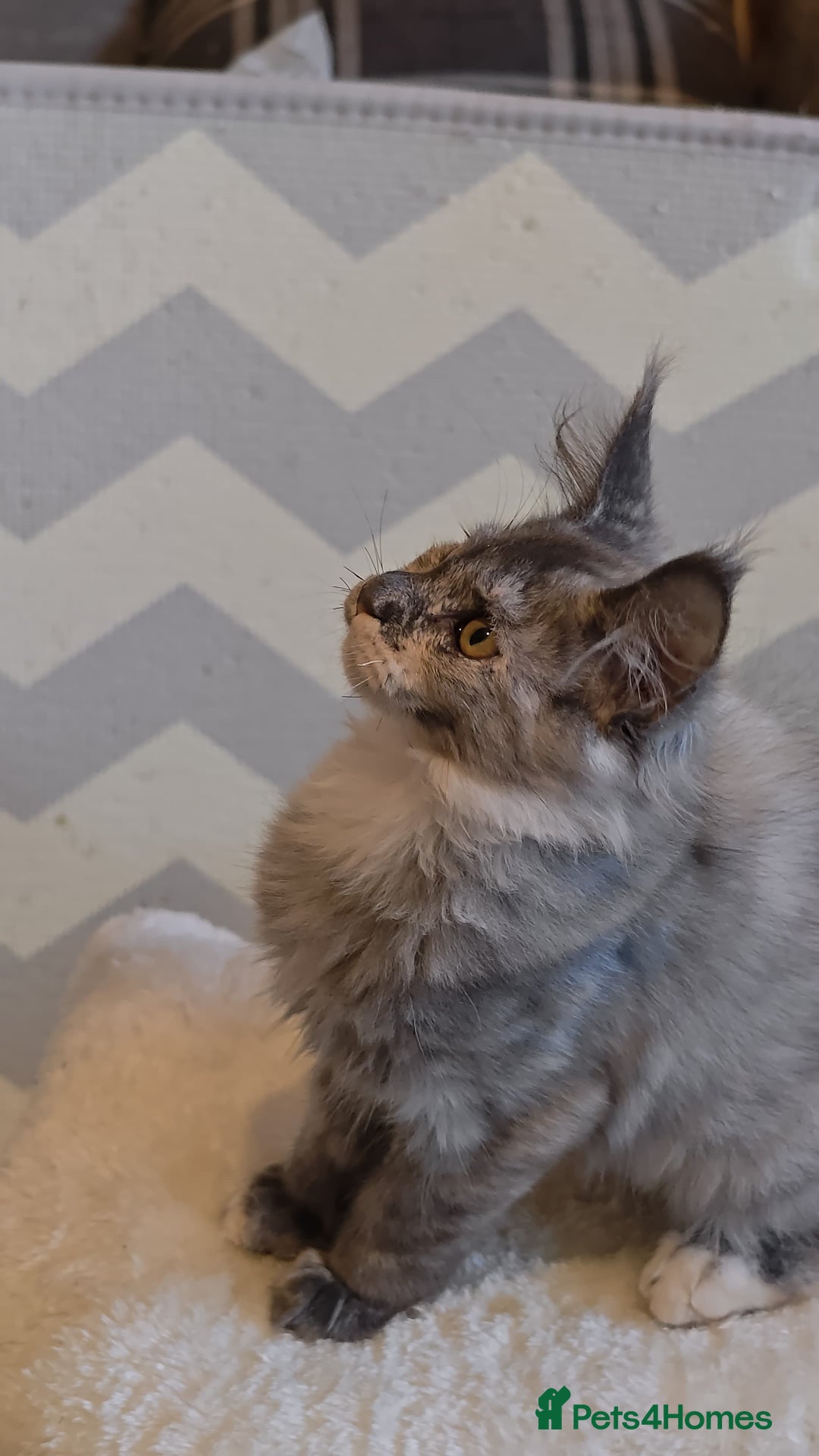 Maine Coon cats for sale: 25% OFF PURE MAINE COONS FROM CHAMPION BLOODLINE! - Image 38