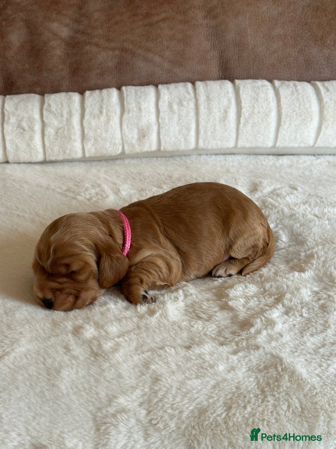 Cocker Spaniel dogs for sale: Extensively Health Tested KC Reg Puppies  - Advert 6