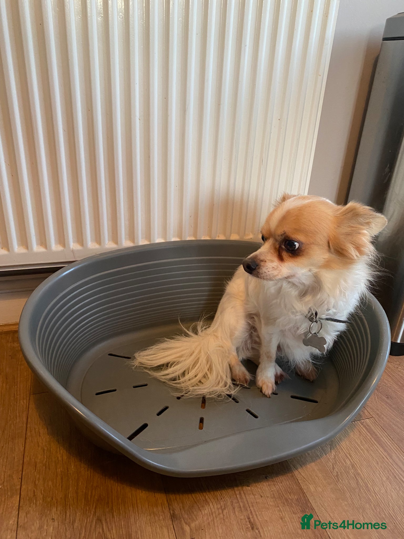 Chihuahua dogs for sale: Old boy REHOME required in Ilminster - Advert 7