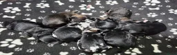 Mixed Breed dogs for sale: Lacasapoo Puppies – 3 Girls & 1 Boy Available - Advert 1