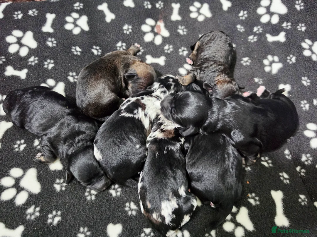 Mixed Breed dogs for sale: Lacasapoo Puppies – 3 Girls & 1 Boy Available - Advert 1