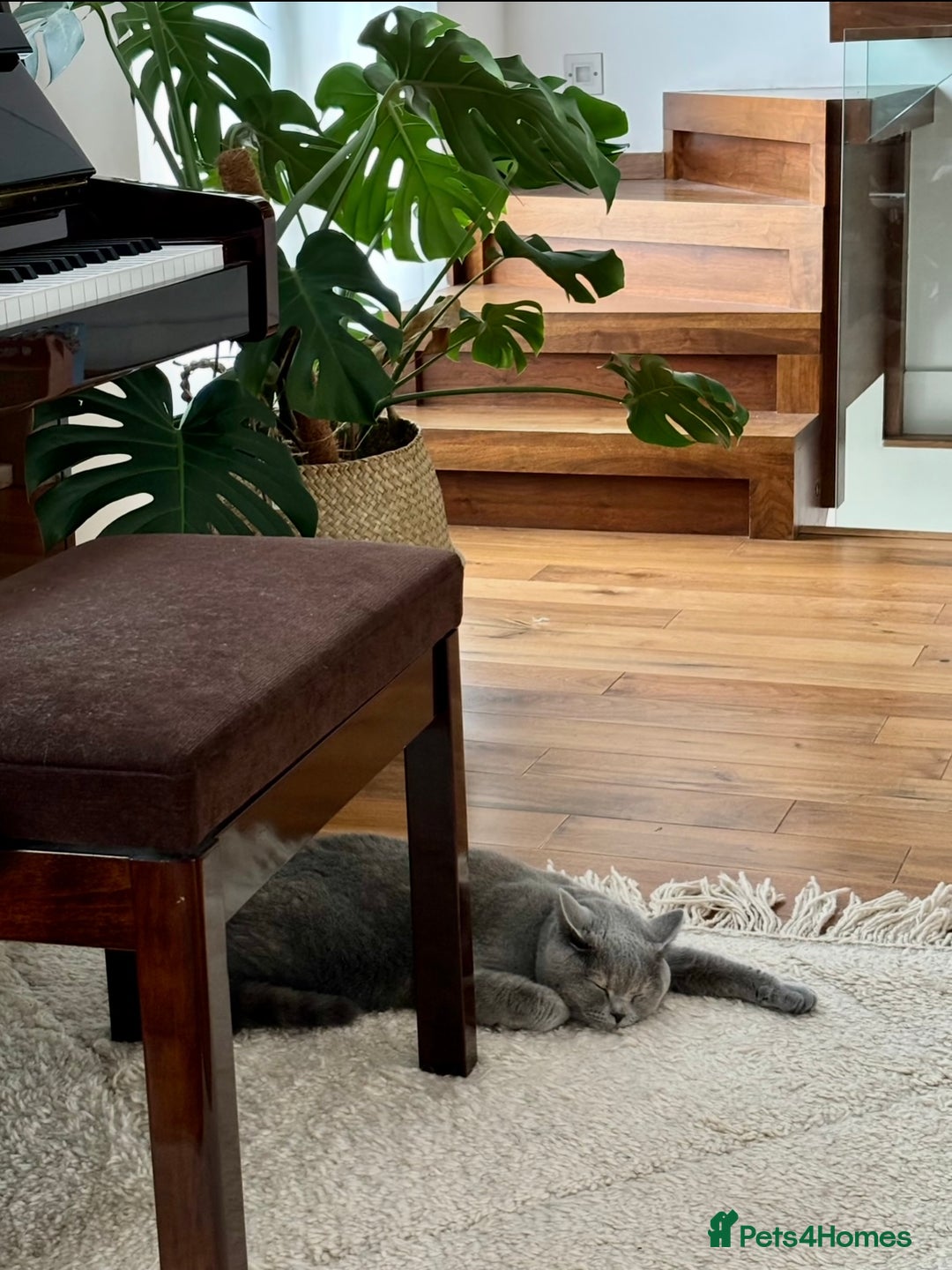 Scottish Fold cats for sale: Beautiful 3 Yr Old Scottish Fold - Advert 9