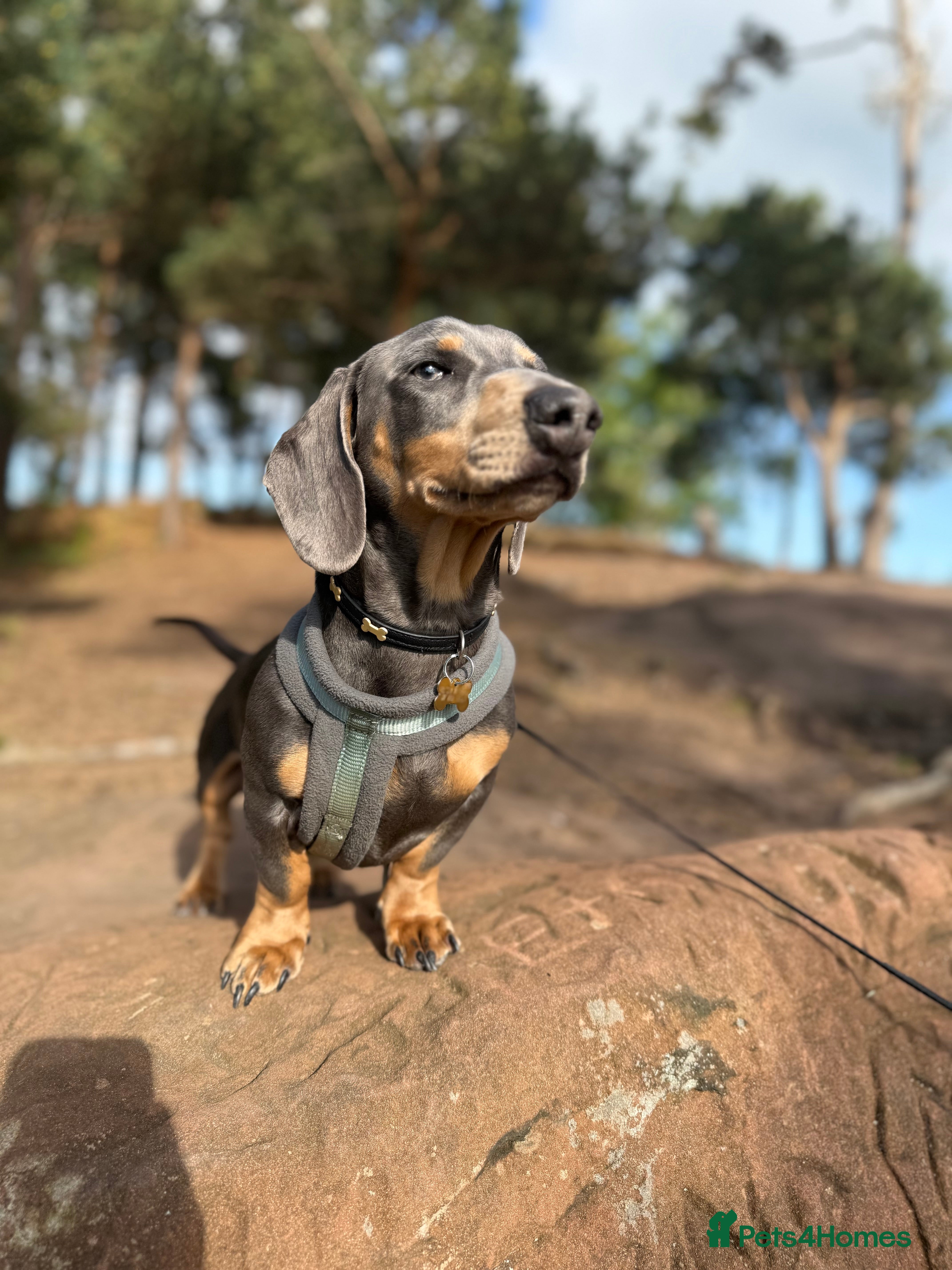 Miniature Dachshund dogs Miniature Dachshund  - Advert 1