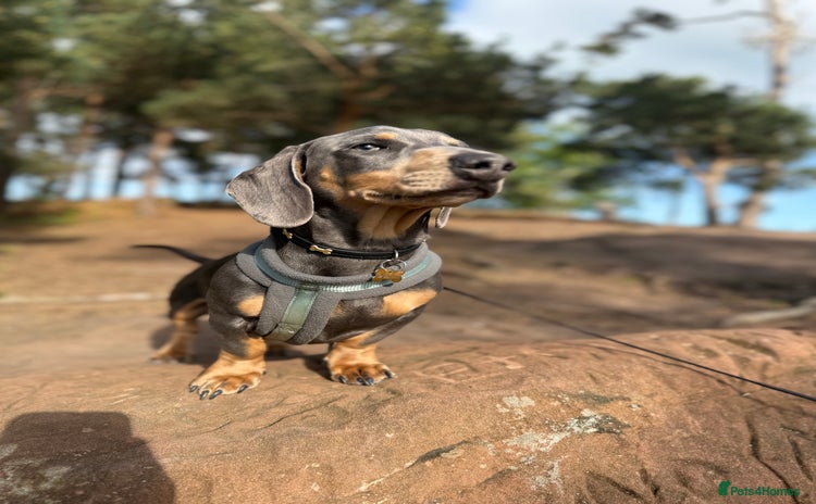 Miniature Dachshund dogs - Advert 1