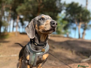 Miniature Dachshund dogs for sale - Advert 1