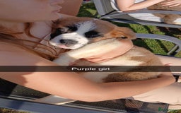 Saint Bernard dogs for sale: Saint Bernard puppies  - Image 24