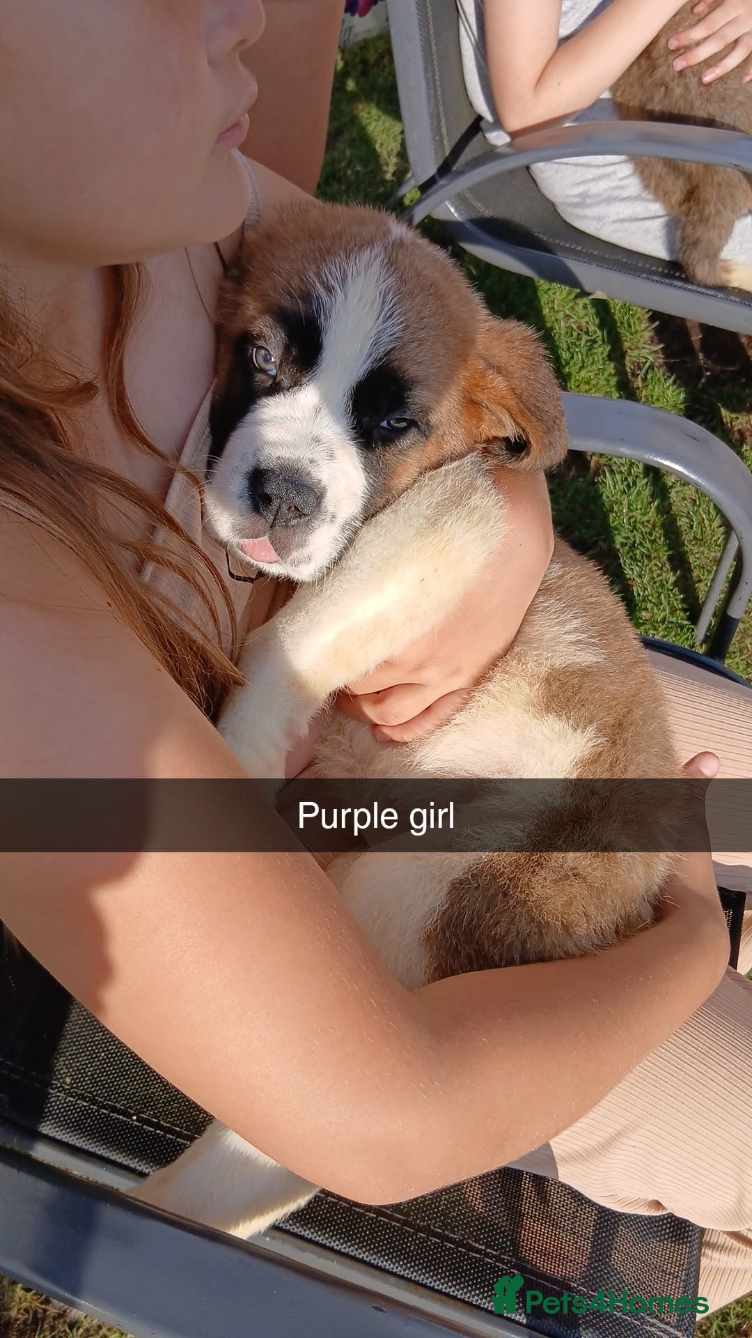 Saint Bernard dogs for sale: Saint Bernard puppies  - Image 24
