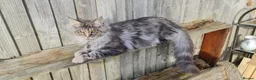 Mixed Breed cats for sale: Maine coon cross kittens - Advert 26