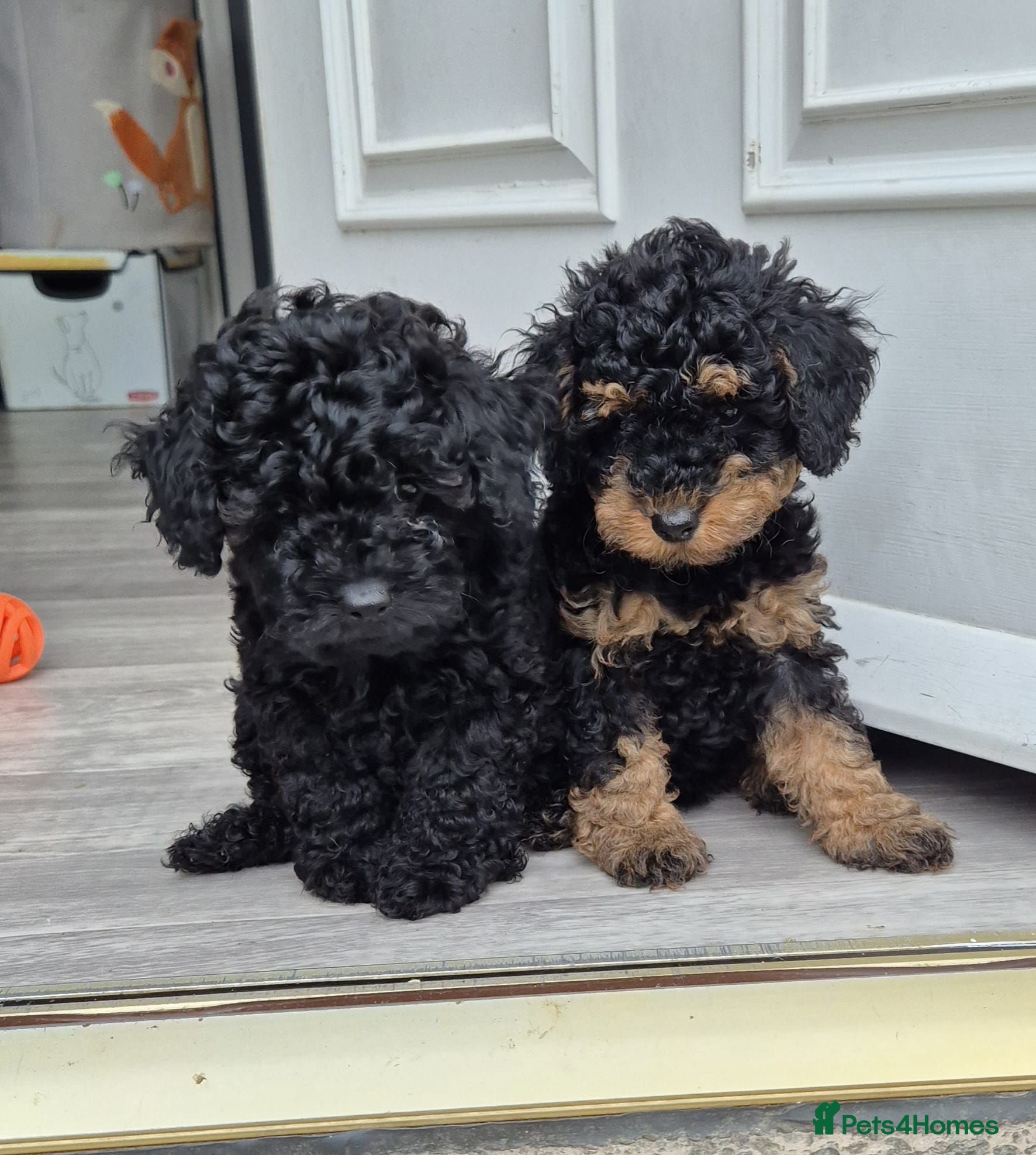 Toy Poodle dogs KC mini toy poodles - Advert 7