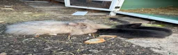 Lionhead rabbits for sale: One beautiful male lionhead ... and 2 babys  in Swindon - Advert 8