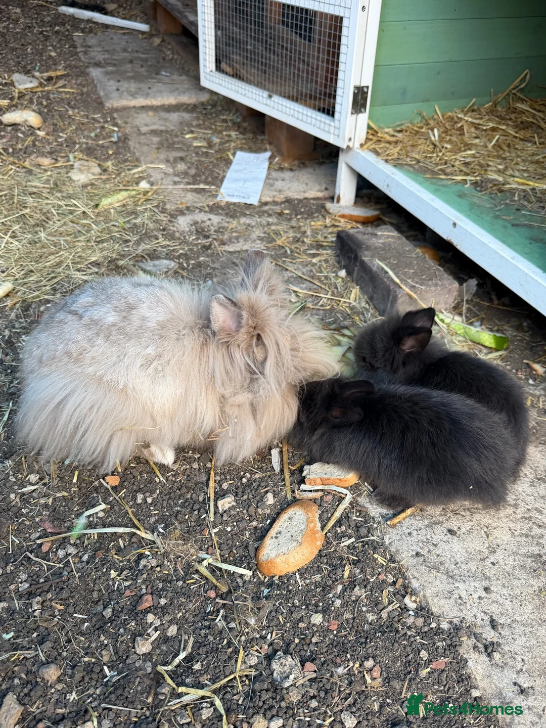 Lionhead rabbits for sale: One beautiful male lionhead ... and 2 babys  in Swindon - Advert 8