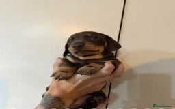 Miniature Dachshund dogs for sale: Mini dash - brown male - ready now  - Image 4