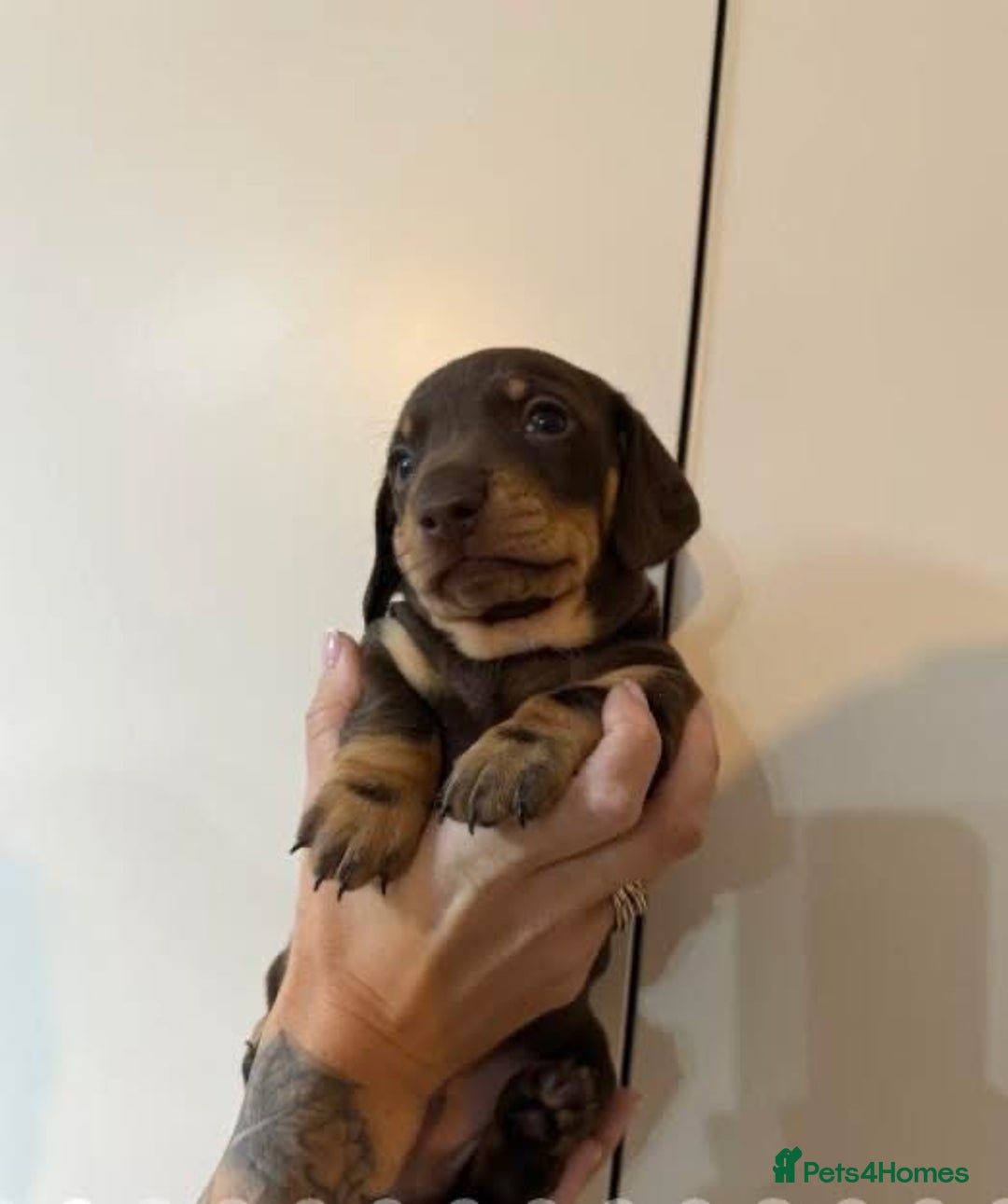 Miniature Dachshund dogs for sale: Mini dash - brown male - ready now  - Image 4