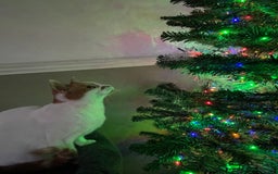 Mixed Breed cats for sale: Bellini & Martini - Image 14