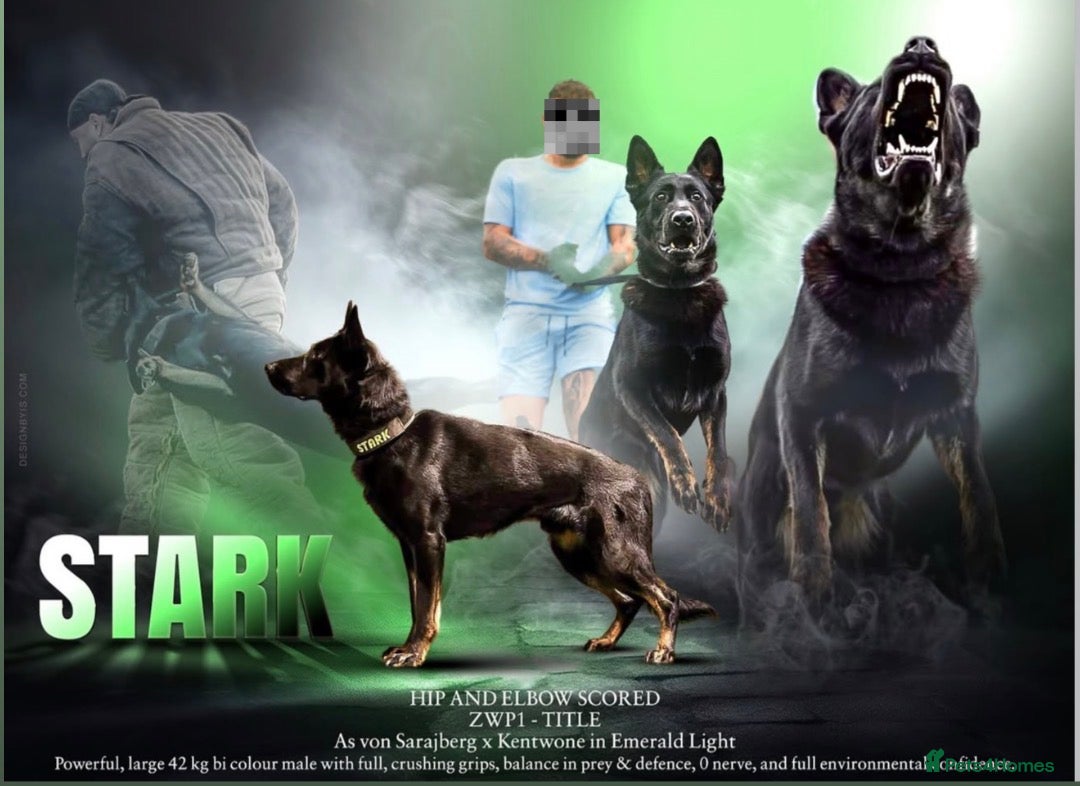 German Shepherd dogs 🏅BEST WORKING LINE GERMAN IN UK🏅 - Advert 1