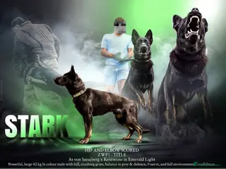 German Shepherd dogs 🏅BEST WORKING LINE GERMAN IN UK🏅 - Advert 1