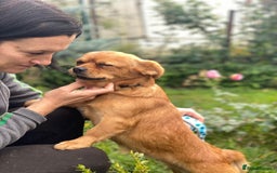 Mixed Breed dogs for adoption: 🐶💖 LIYA 💖🐶 - Image 11