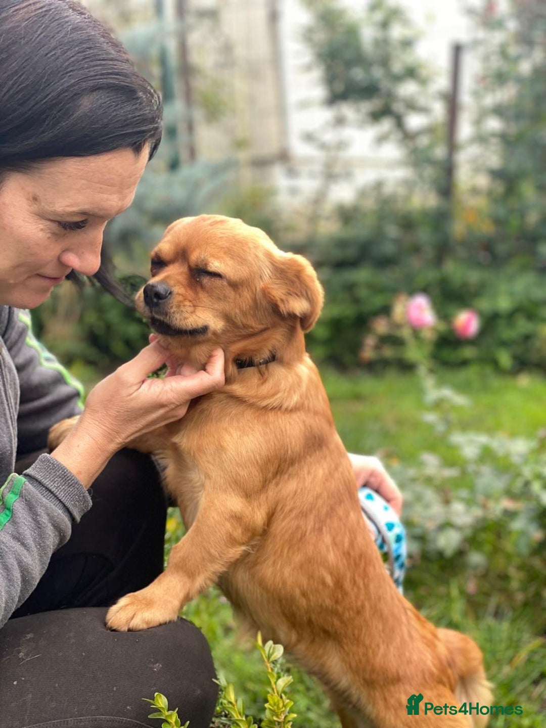 Mixed Breed dogs for adoption: 🐶💖 LIYA 💖🐶 - Image 11