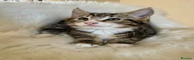  Maine Coon 1
