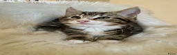 Maine Coon cats for sale: 🐾 Five Beautiful Maine Coon Cross Kittens - Advert 2