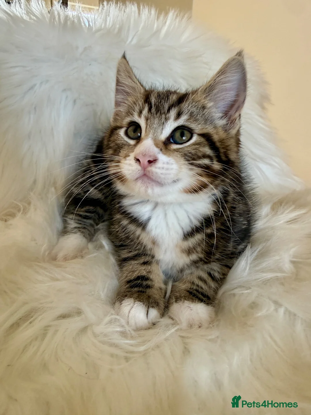 Maine Coon cats for sale: 🐾 Five Beautiful Maine Coon Cross Kittens - Advert 2