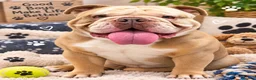 English Bulldog dogs for sale: English bulldog  - Advert 5