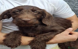 Labradoodle dogs for sale: Amazing quality for labradoodles, top quality!! in South Shields - Image 7