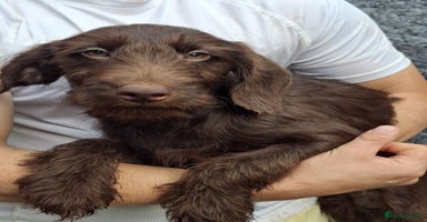 Labradoodle dogs in South Shields - Advert 3